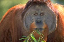 Orangutan