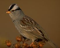 White-crowned Sparrow