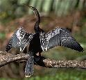 Anhinga