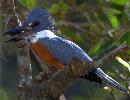 Ringed 
Kingfisher