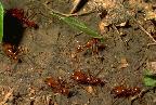 Leafcutter ants