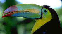 Keel-billed Toucan