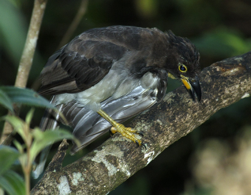 giantcowbird