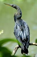 Anhinga