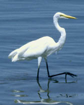 Egret