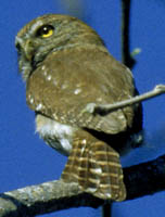 Pygmy Owl Back