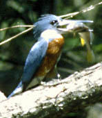 Kingfisher