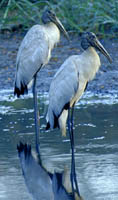 Wood Storks