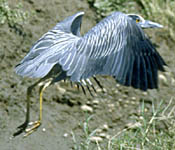 Flying Night Heron