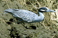 Night Heron