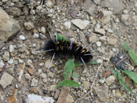 Caterpillar