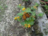 Heliconius Butterfly