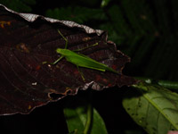 Katydid