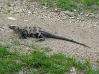 Palo Verde Iguana