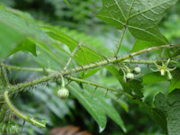 Spiny Solinacea