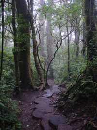 Strangler Fig