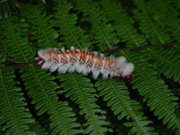 Caterpillar on fern