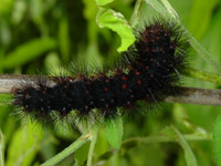 Fuzzy Black Caterpillar