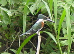 Kingfisher