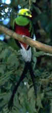 quetzal