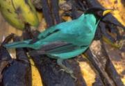 Green Honeycreeper