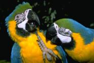 Zoo Ave Macaws