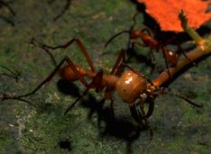 Army Ants