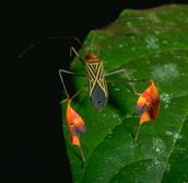 Leaf-legged bug