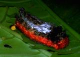 Red-footed Fuzzy-Wuzzy