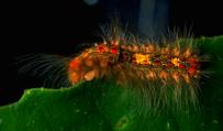 Hairy Caterpillar