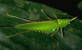 Katydid