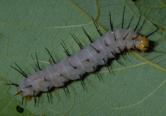 Spined Caterpillar