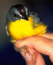 Gray-and-Gold Warbler