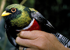 Trogon