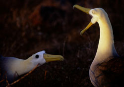 Dancing Waved Albatross