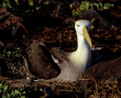 Waved Albatross