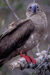 Red-Footed Boobie