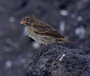 Finch 2