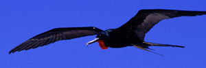 Flying frigatebird