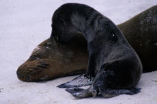 Sea Lions