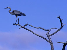 Great Blue Heron