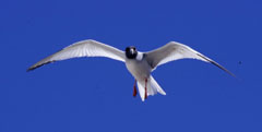 Swallow-tailed Gull