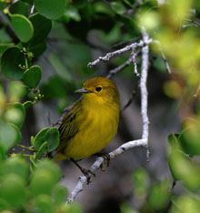 Yellow Warbler