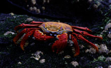 Lightfoot Crab