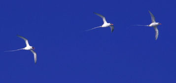 Tropicbird group