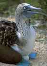 Blue footed booby