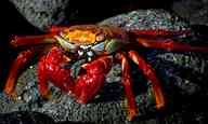 Sally Lightfoot Crab