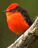 Vermillion Flycatcher