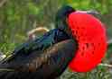 Great Frigatebird