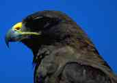 Galápagos Hawk